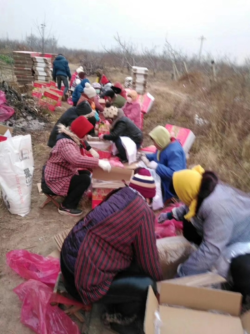 陕西红富士苹果，脆甜爽口，质量保证，支持一键代发