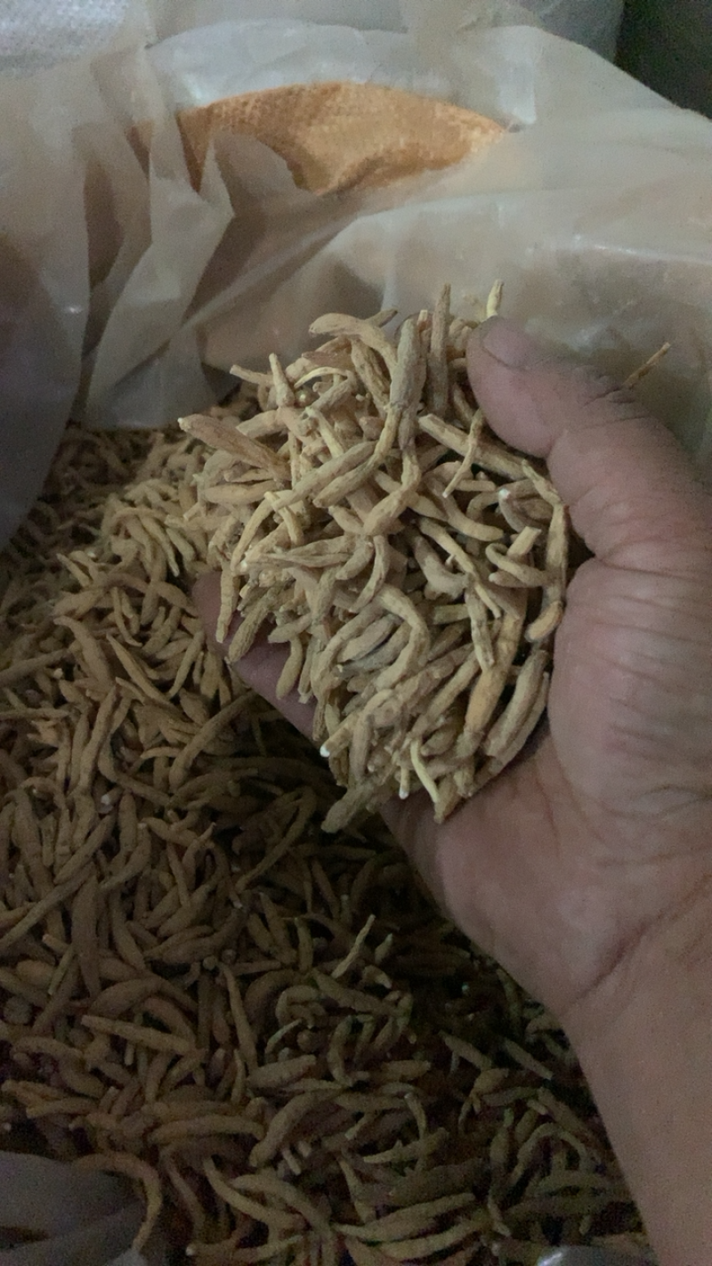 太子参太子参好统货新店开业物美价廉低价销售