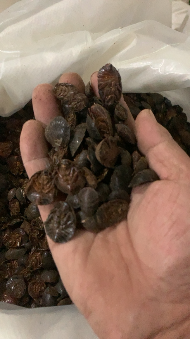 土鳖虫土元统货新店开业价格低保证质量7天无理由退换货