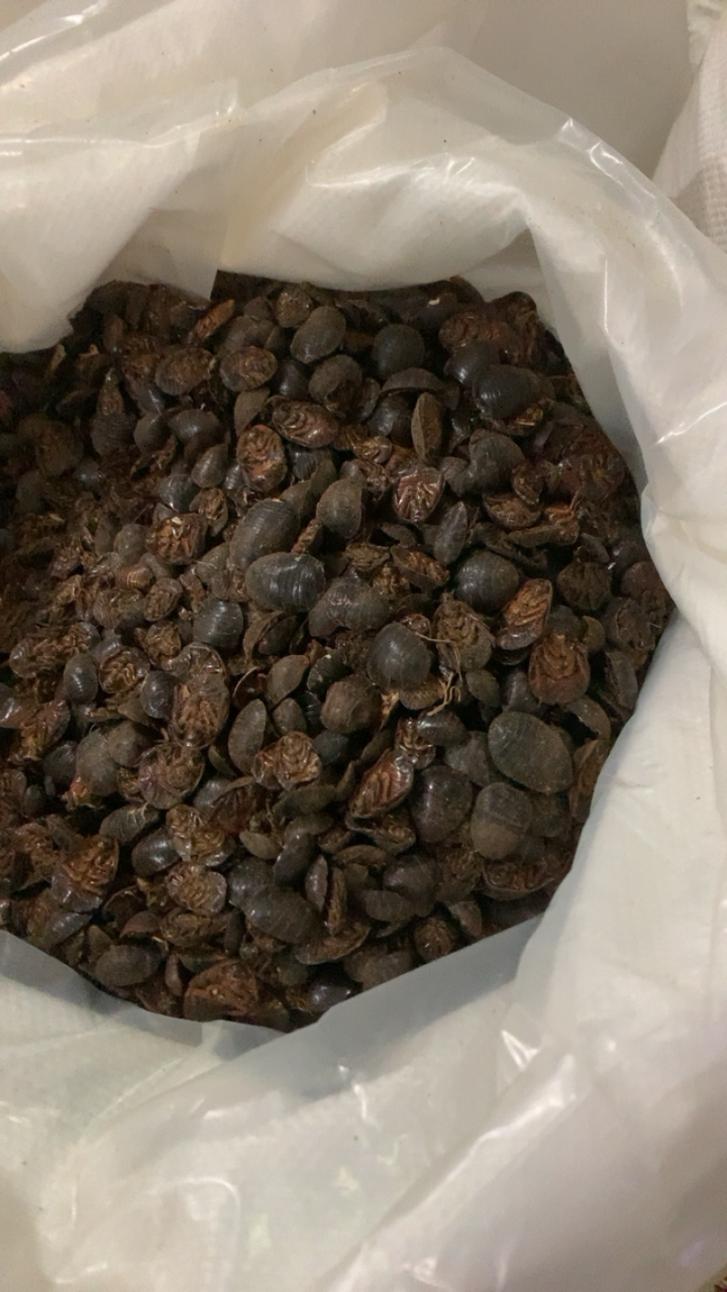 土鳖虫土元统货新店开业价格低保证质量7天无理由退换货