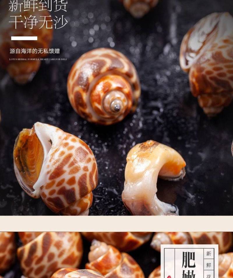 【厂家直销】花螺鲜活冷冻新鲜海鲜螺类东风螺贝类猫眼螺冰冻