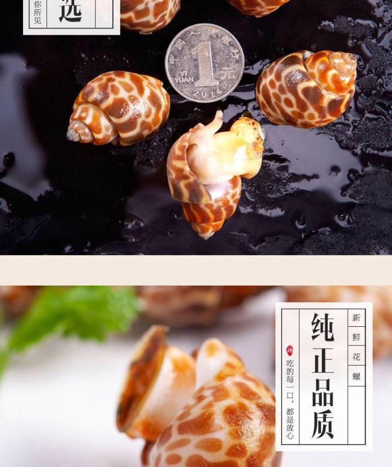 【厂家直销】花螺鲜活冷冻新鲜海鲜螺类东风螺贝类猫眼螺冰冻
