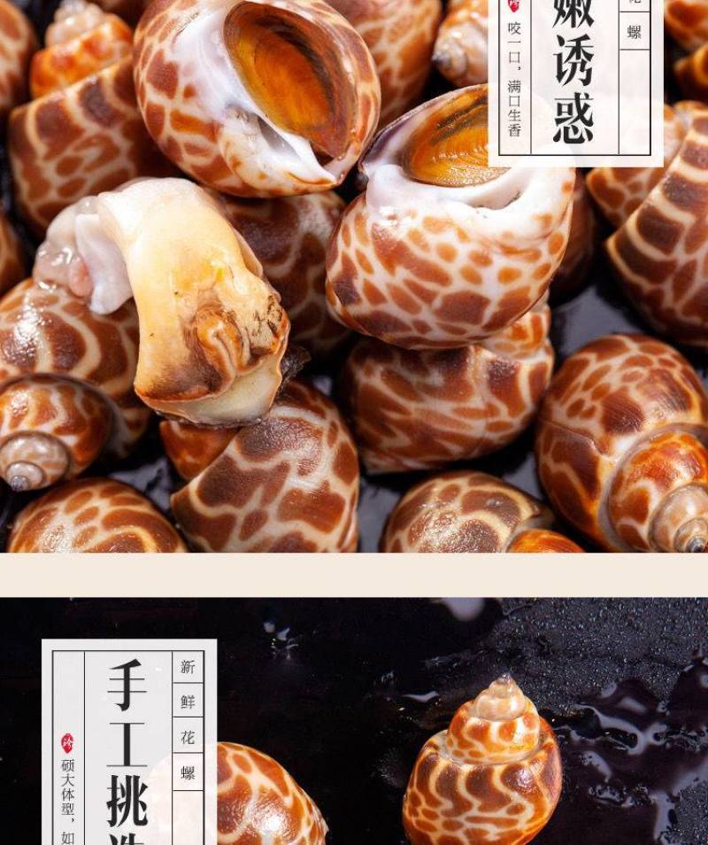 【厂家直销】花螺鲜活冷冻新鲜海鲜螺类东风螺贝类猫眼螺冰冻