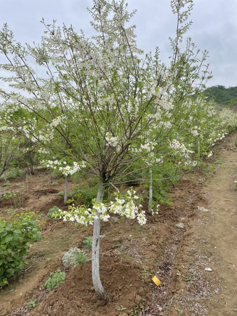 文冠果文冠果树苗规格齐全价格优惠量大