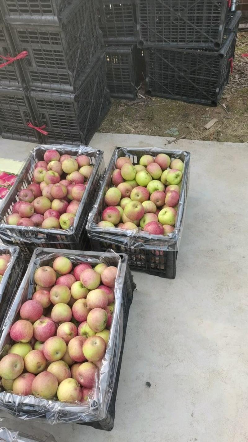 青龙县山地果园自然生长的国光苹果口味正宗