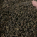 吴茱萸吴茱萸中花江西欢迎选购一手货源合作共赢专注品质