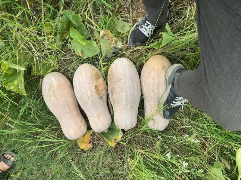 金船蜜本南瓜种子高产抗病品质好纯度高保证芽率