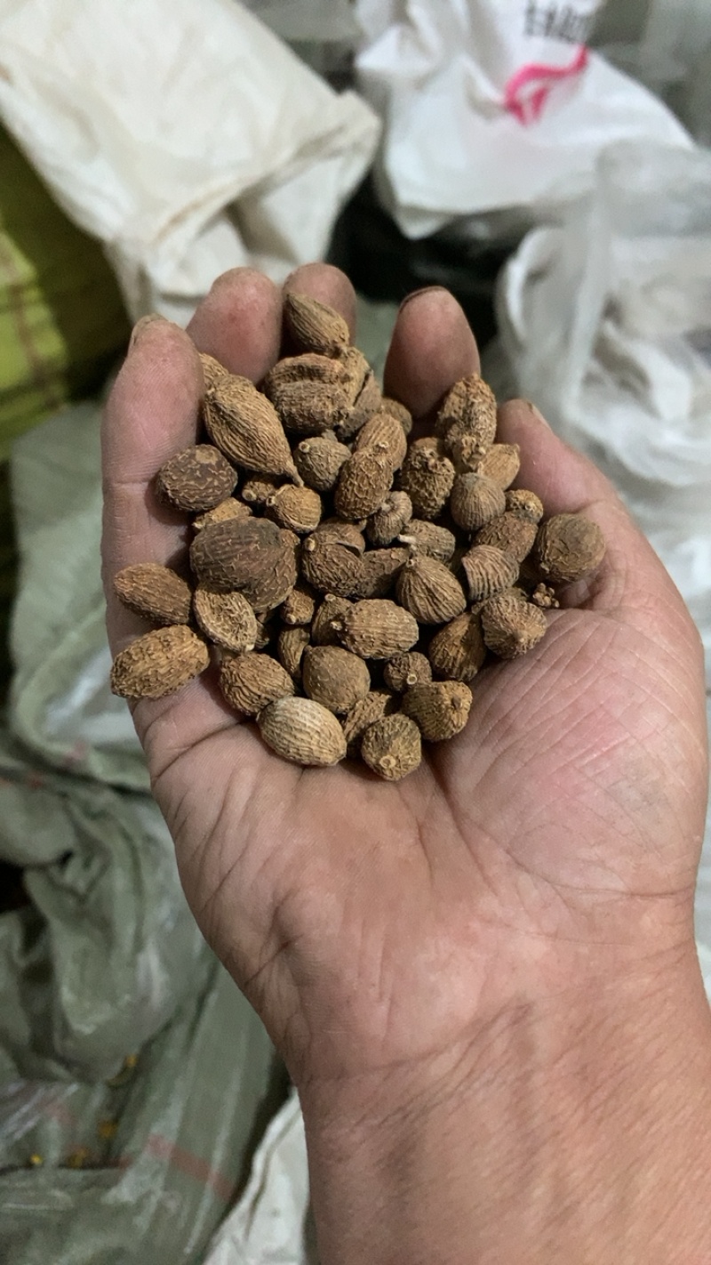 砂仁壳砂仁晒干选货产地云南中药材批发规格齐全