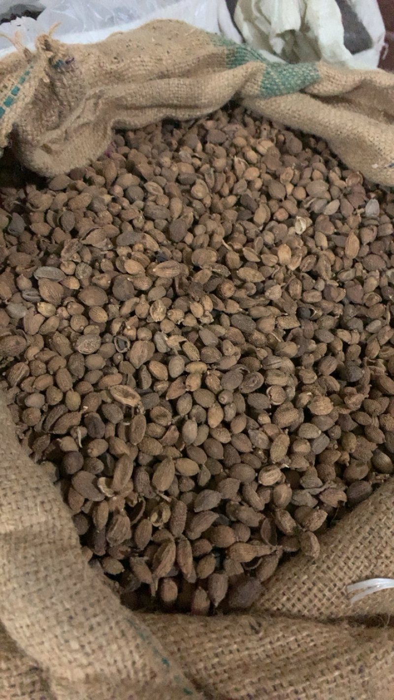 砂仁壳砂仁晒干选货产地云南中药材批发规格齐全