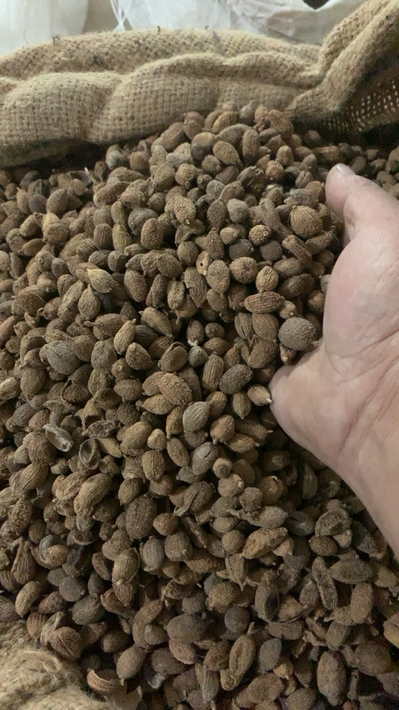 砂仁壳砂仁晒干选货产地云南中药材批发规格齐全
