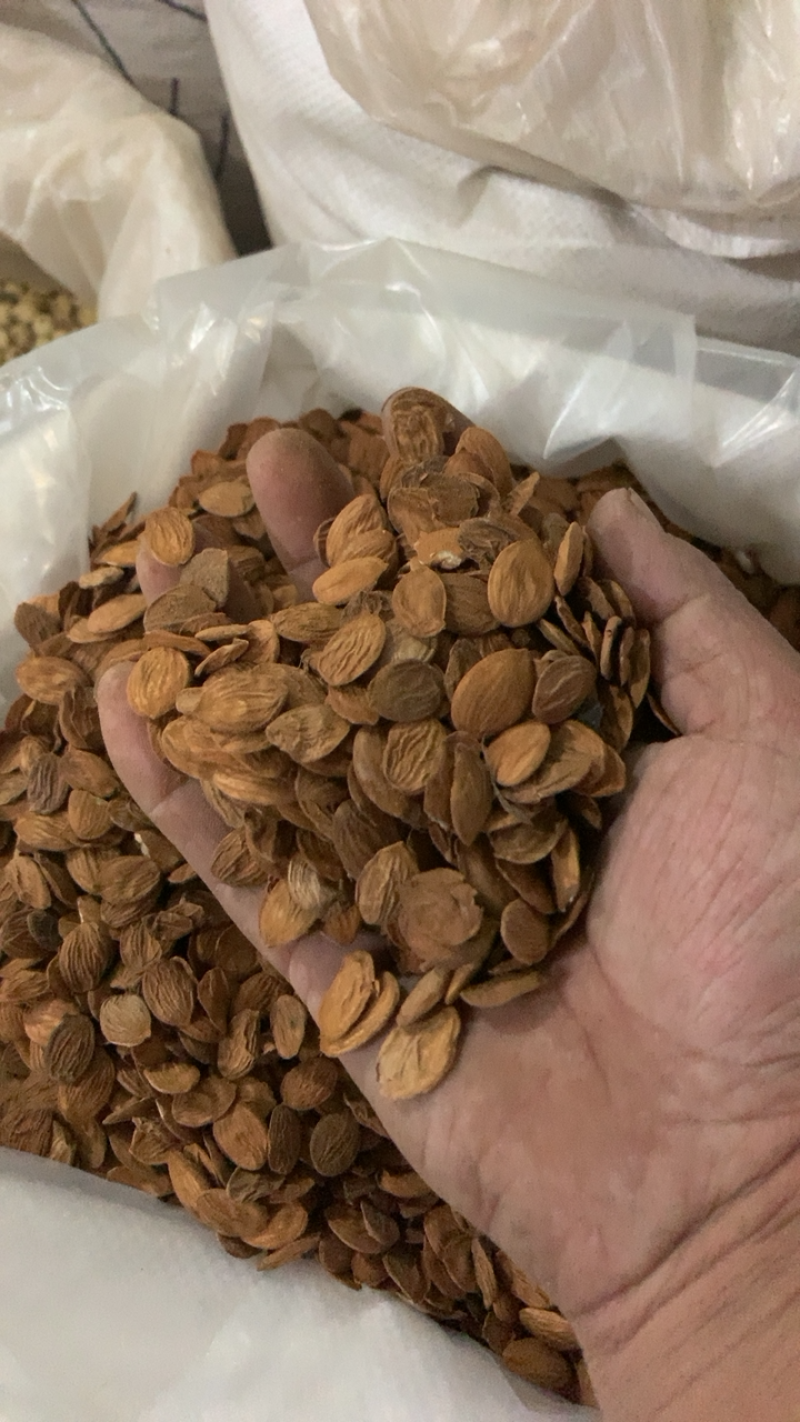 桃仁山东家桃仁地道药材一手货源规格齐全新店开业