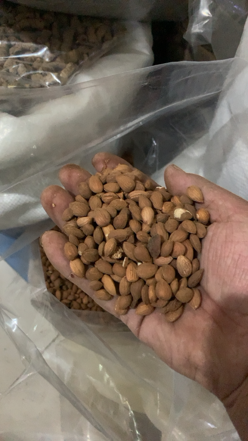 桃仁山东家桃仁地道药材一手货源规格齐全新店开业