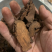锁阳锁阳统货质量好过筛干净假一赔十产地新疆