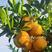 木瓜蜜丁橙苗个大口感细腻肉嫩基地直发品质保证