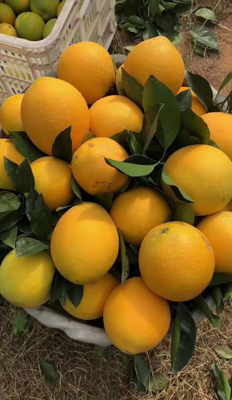 木瓜蜜丁橙苗个大口感细腻肉嫩基地直发品质保证
