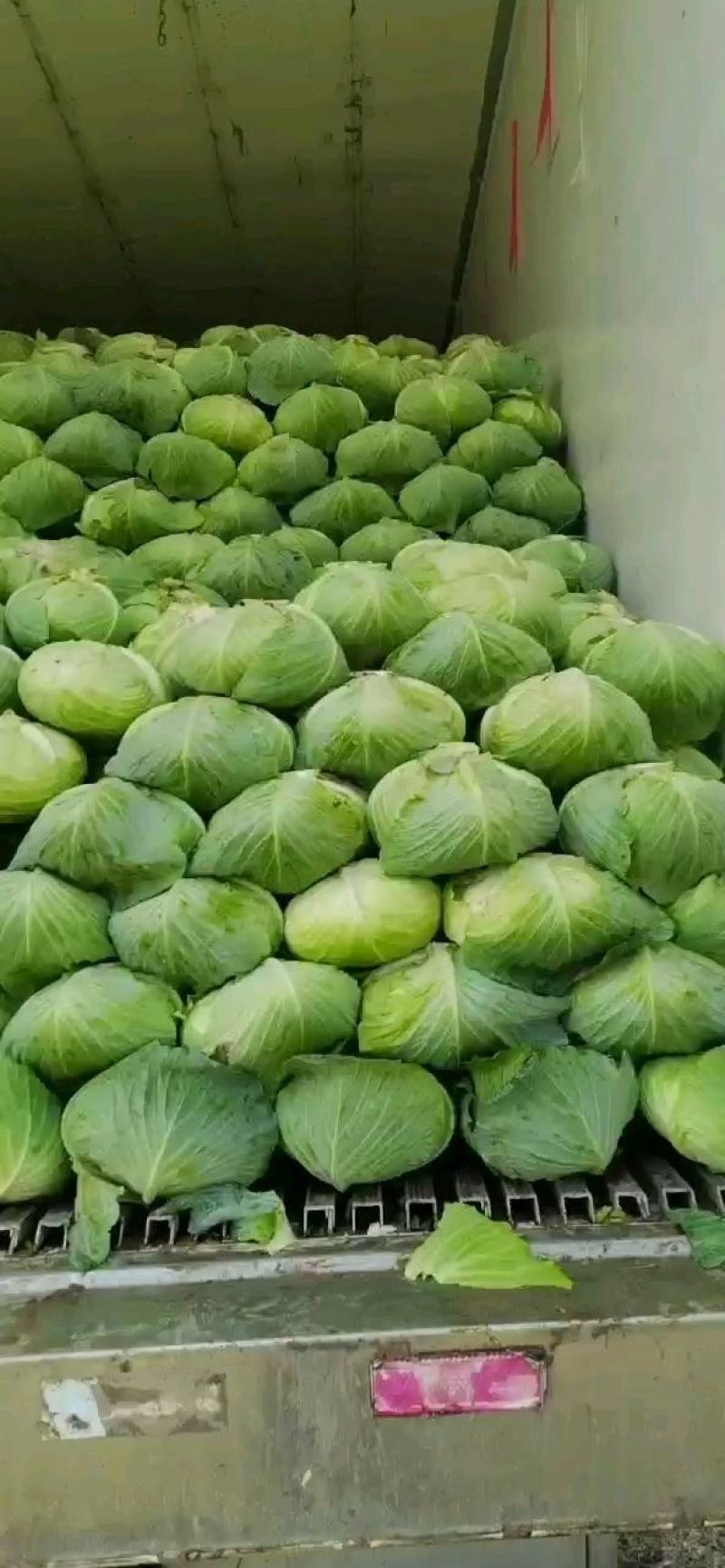 大量优质奥奇纳扁包，甘兰，产地直销，保质保量，合作共赢。