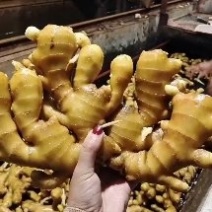 河南大黄姜山东生姜大黄姜常年供应价格便宜