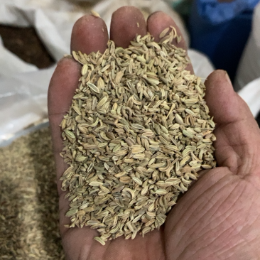小茴香小茴香净货产地甘肃产地直供重在品质