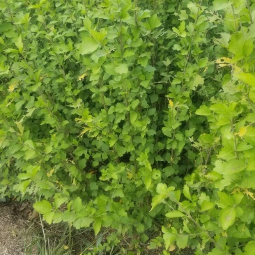木槿花小苗，一年苗。二年苗，直销，看苗挖苗