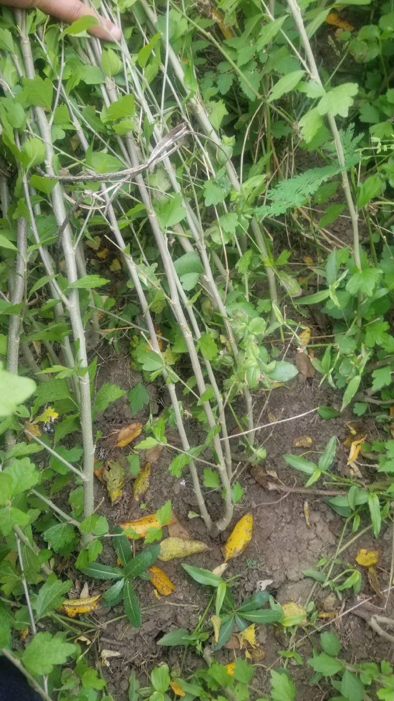木槿花小苗，一年苗。二年苗，直销，看苗挖苗