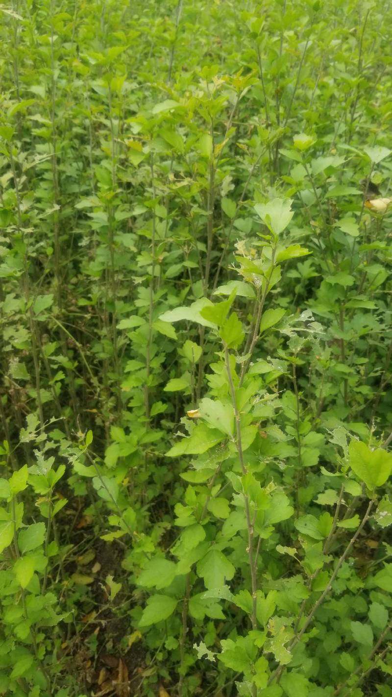 木槿花小苗，一年苗。二年苗，直销，看苗挖苗