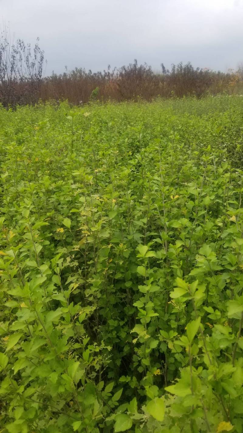 木槿花小苗，一年苗。二年苗，直销，看苗挖苗