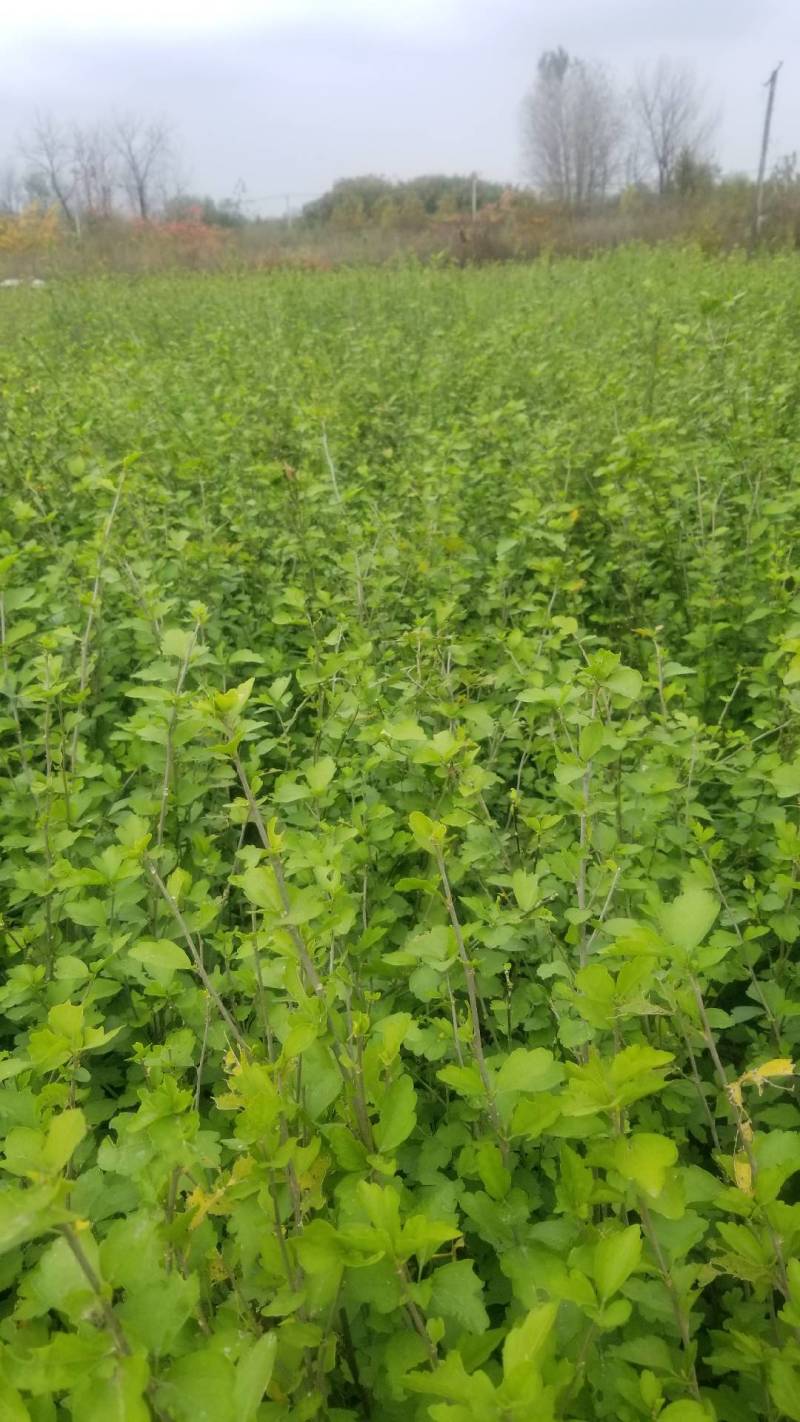 木槿花小苗，一年苗。二年苗，直销，看苗挖苗