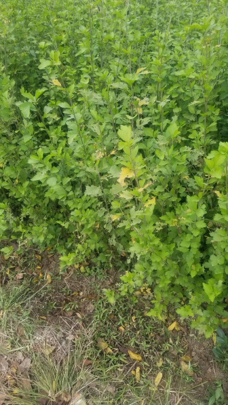 木槿花小苗，一年苗。二年苗，直销，看苗挖苗