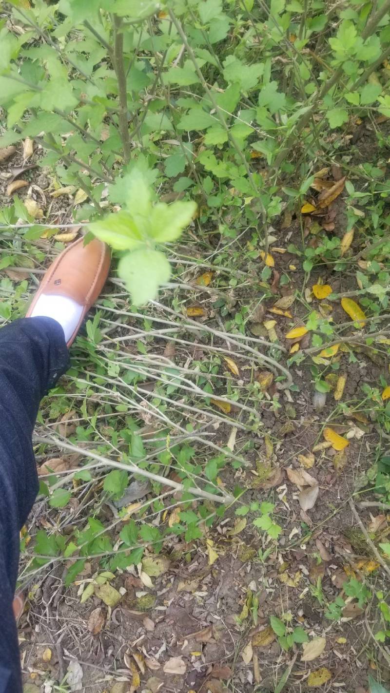 木槿花小苗，一年苗。二年苗，直销，看苗挖苗