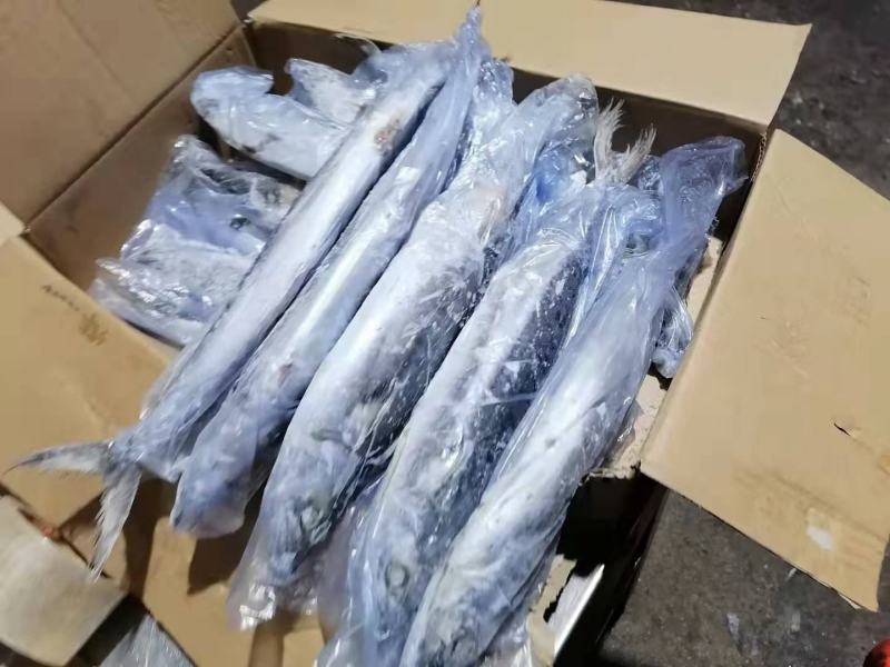 马鲛鱼