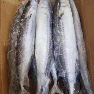 马鲛鱼