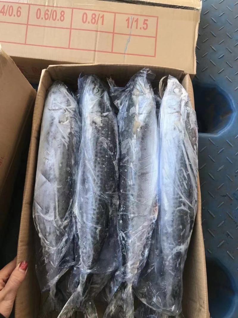马鲛鱼