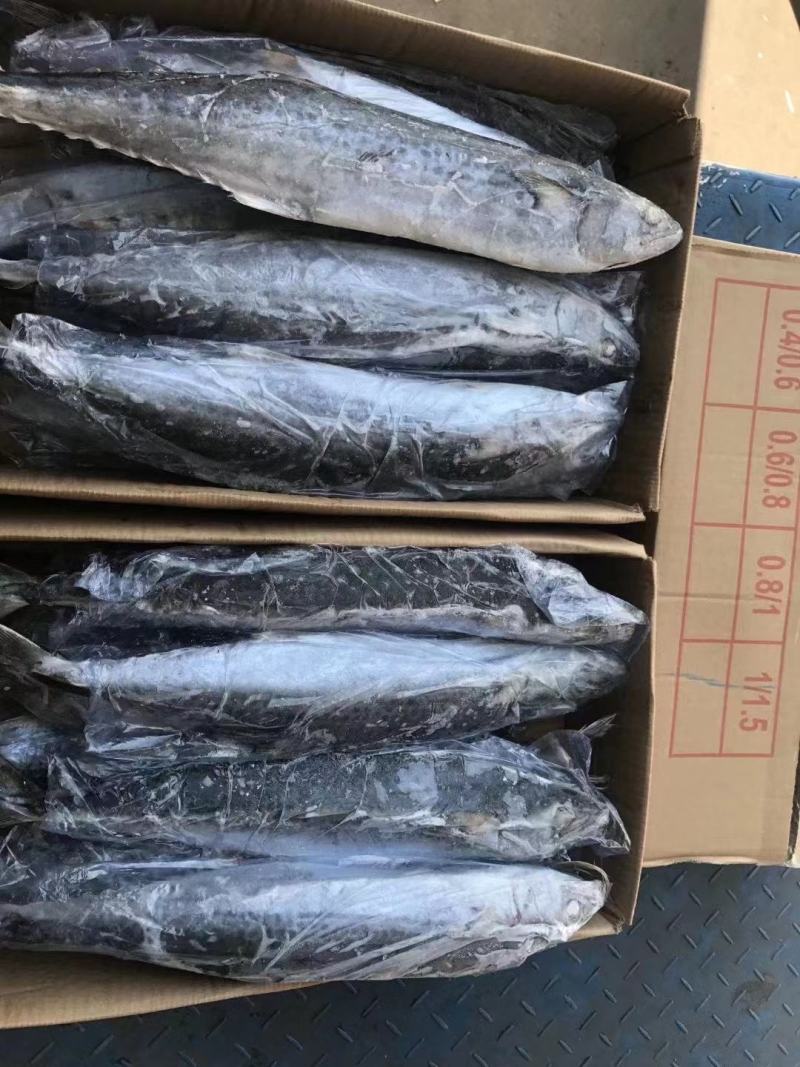 马鲛鱼