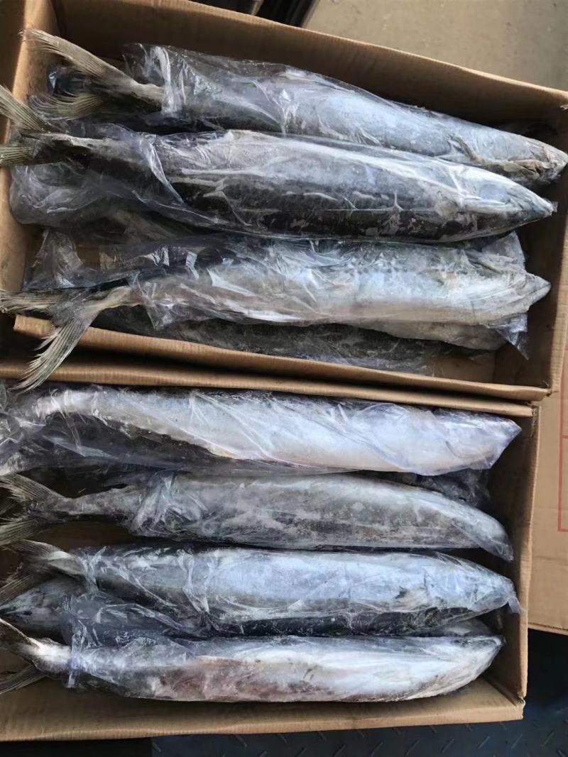 马鲛鱼