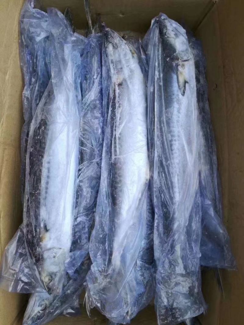 马鲛鱼