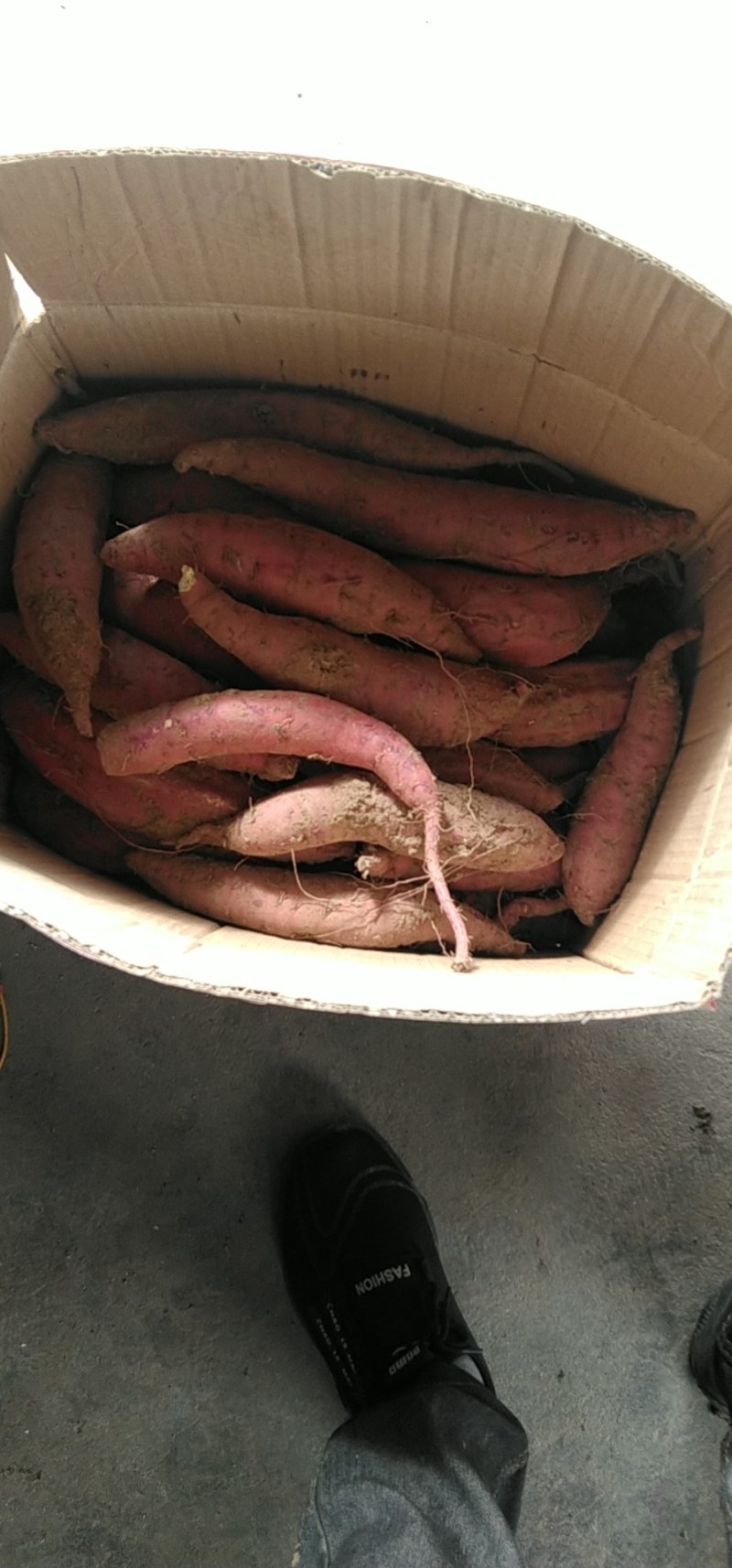 红薯西瓜红玛莎莉量大需要的客户可以联系