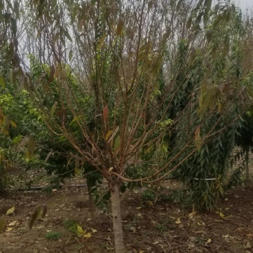 精品嫁接碧桃。红花碧桃，紫叶碧桃。6公分碧桃直销