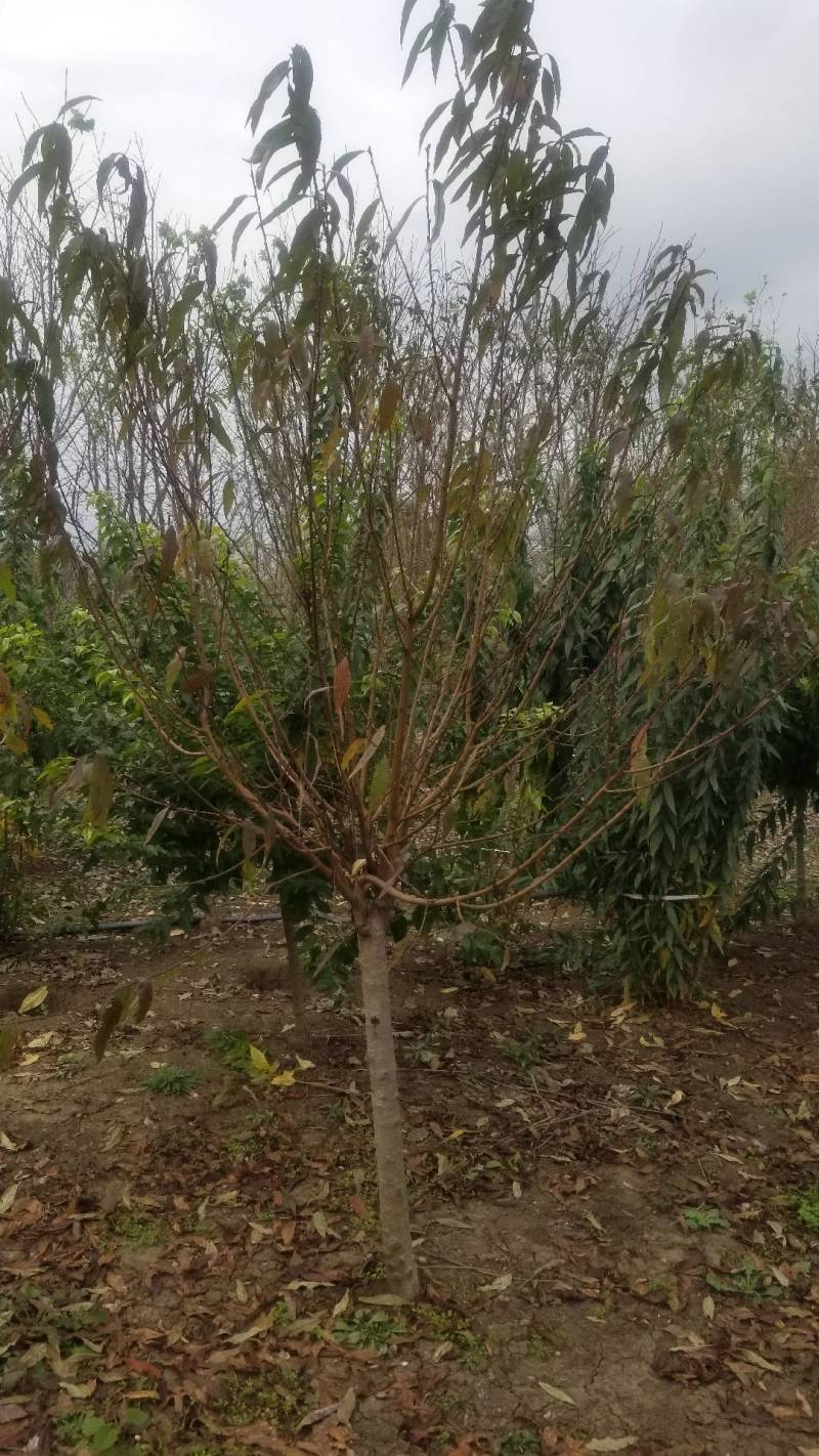 精品嫁接碧桃。红花碧桃，紫叶碧桃。6公分碧桃直销