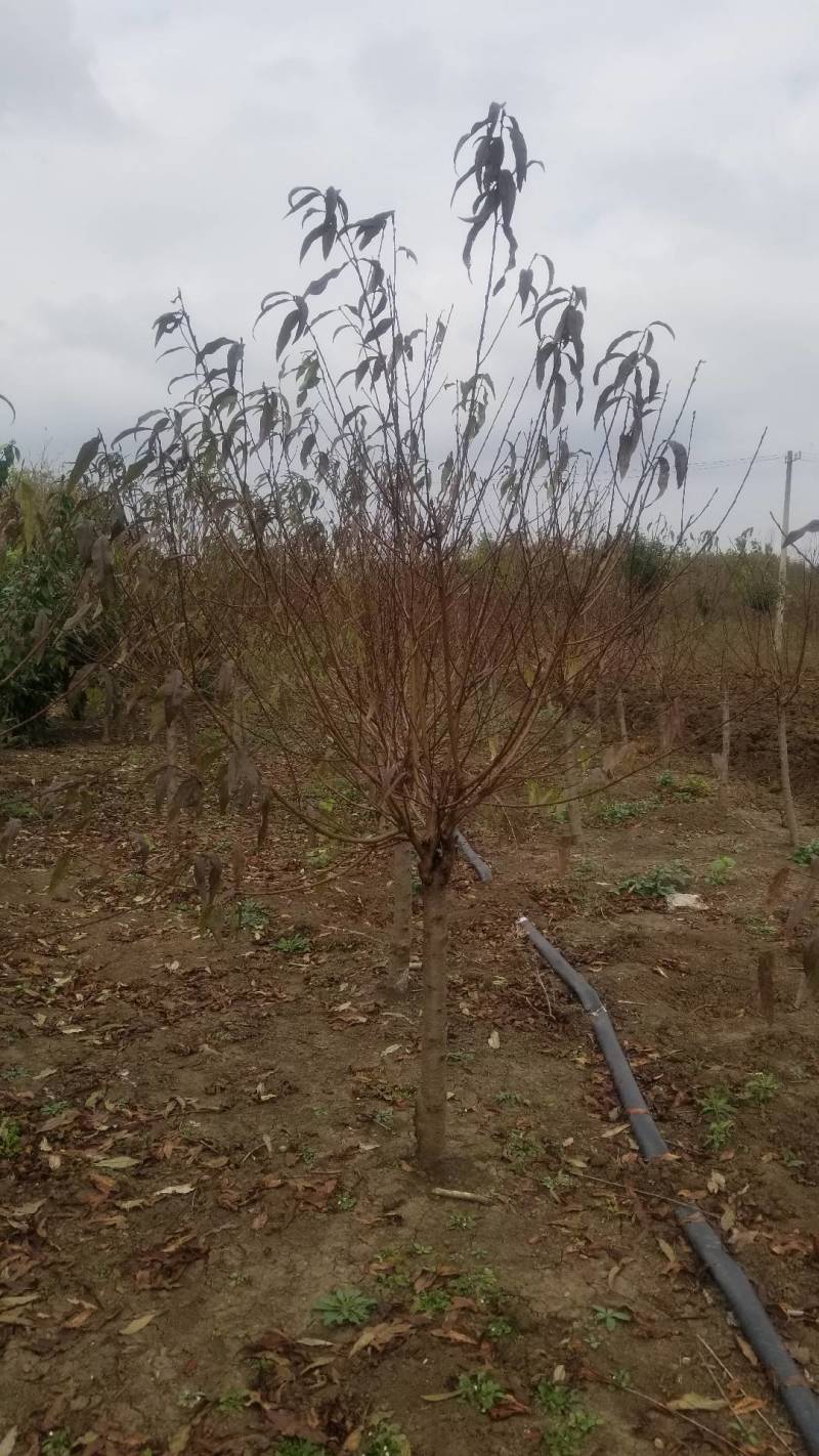 精品嫁接碧桃。红花碧桃，紫叶碧桃。6公分碧桃直销