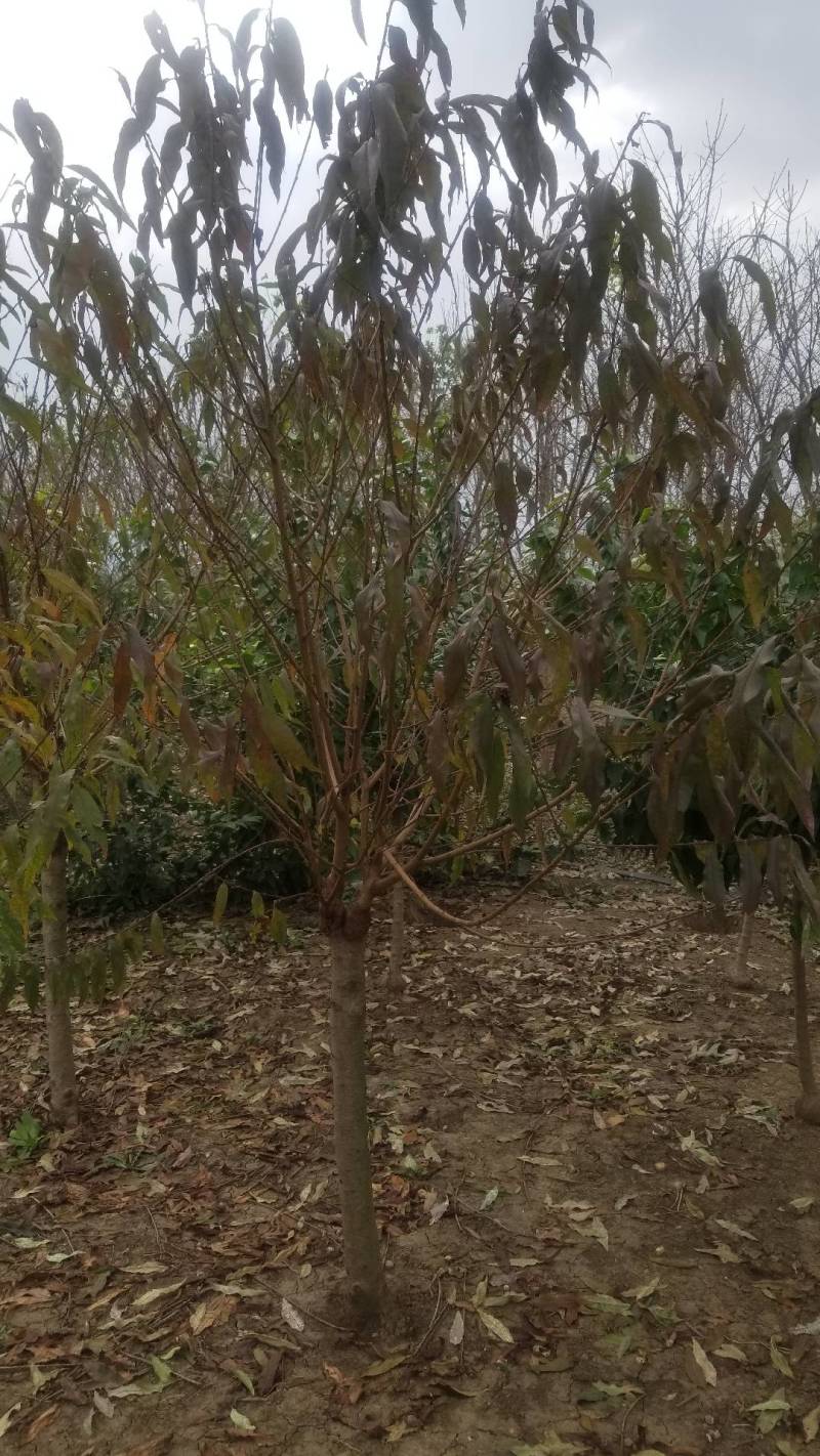 精品嫁接碧桃。红花碧桃，紫叶碧桃。6公分碧桃直销