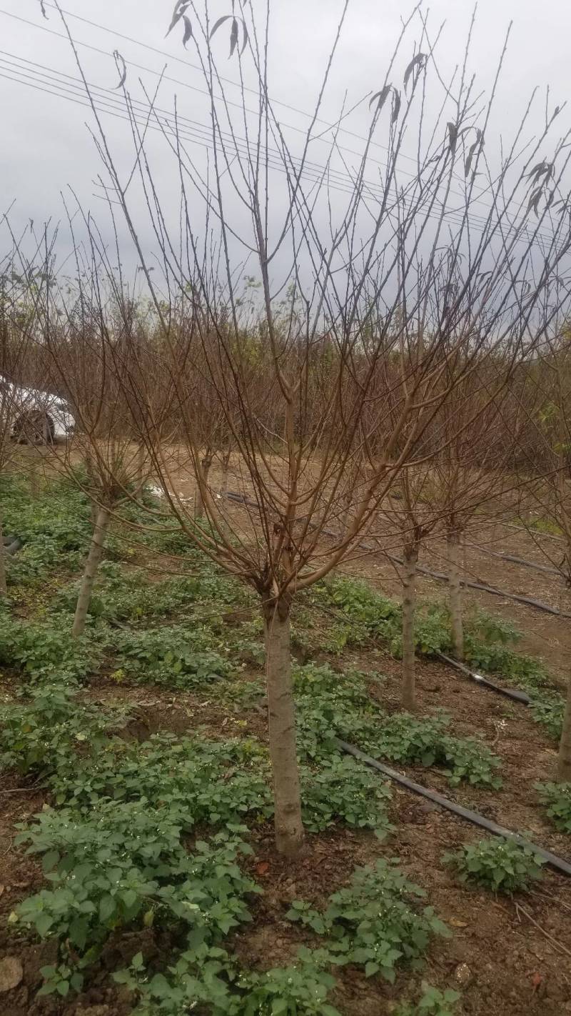 精品嫁接碧桃。红花碧桃，紫叶碧桃。6公分碧桃直销