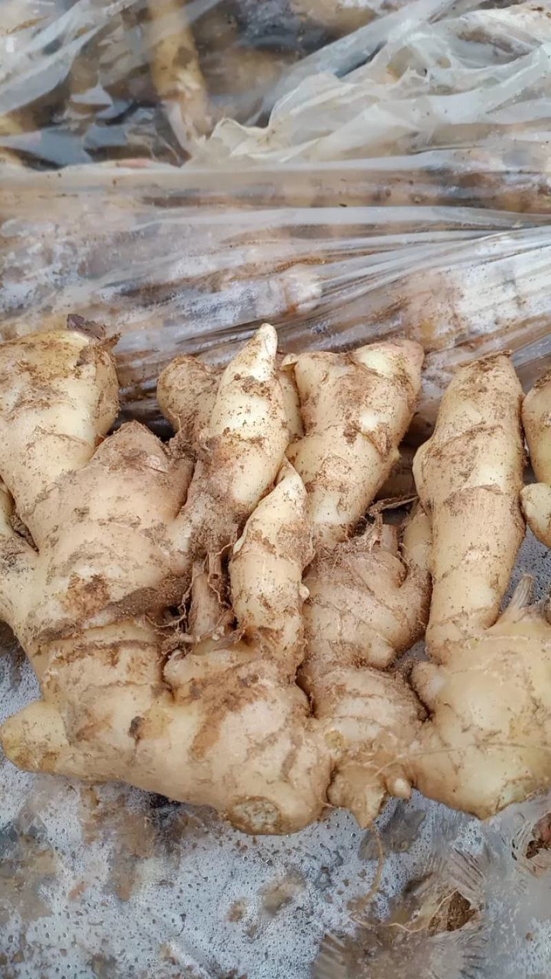 山东红芽鲜姜大量上市，大小黄姜货源充足，全国物流发货