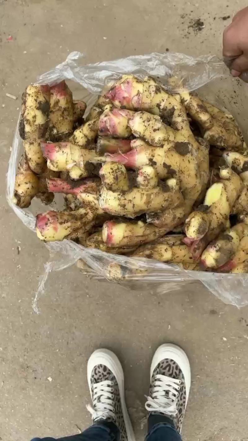 山东红芽鲜姜大量上市，大小黄姜货源充足，全国物流发货