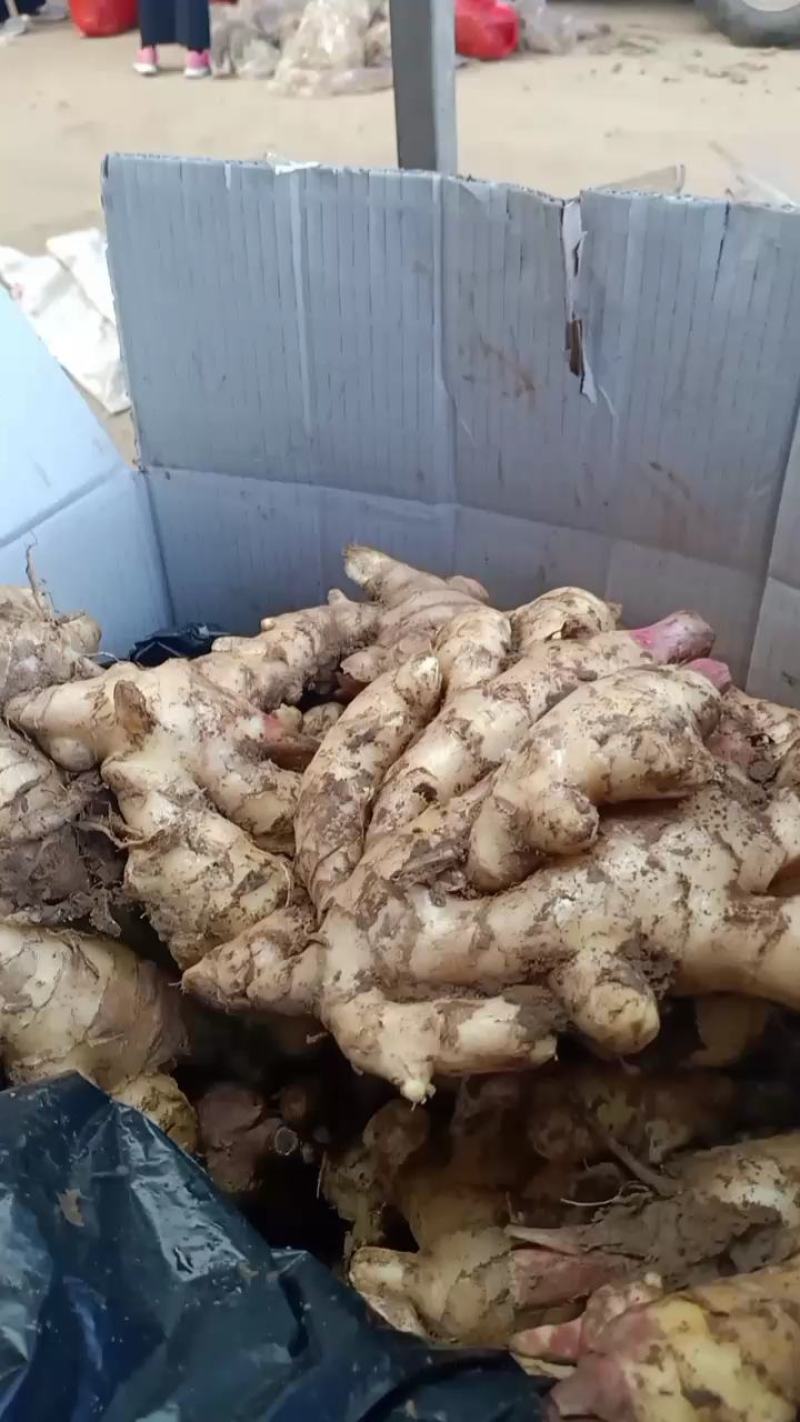 山东红芽鲜姜大量上市，大小黄姜货源充足，全国物流发货