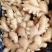 山东红芽鲜姜大量上市，大小黄姜货源充足，全国物流发货