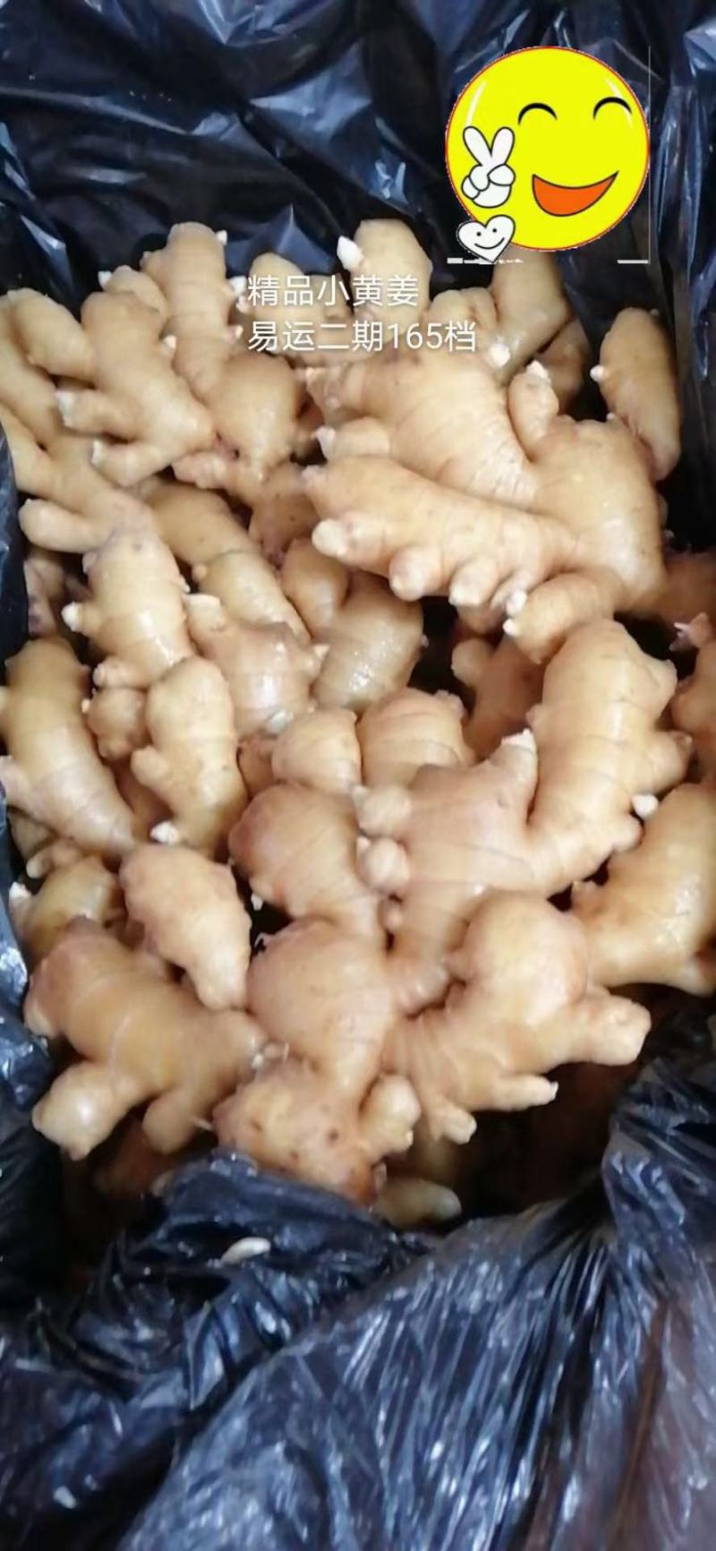 山东红芽鲜姜大量上市，大小黄姜货源充足，全国物流发货