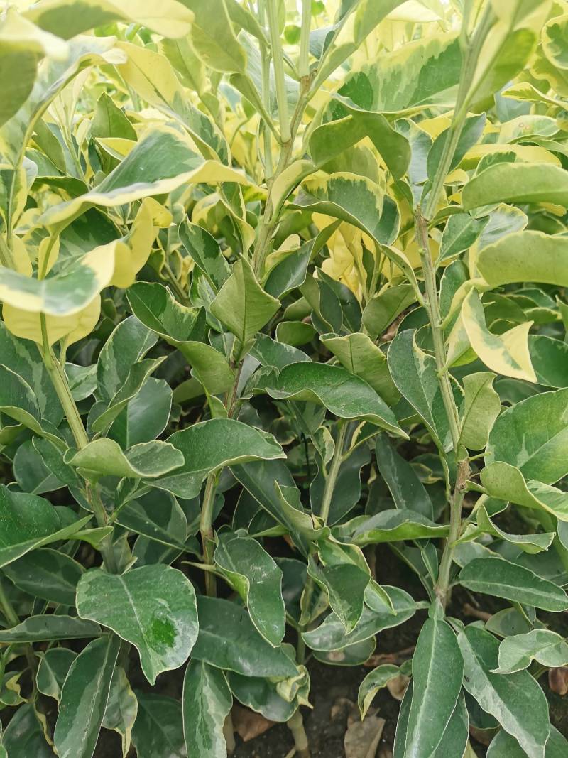 西瓜柚苗，西瓜柚，观赏和鲜食具备，苗圃直供，假一赔十。.