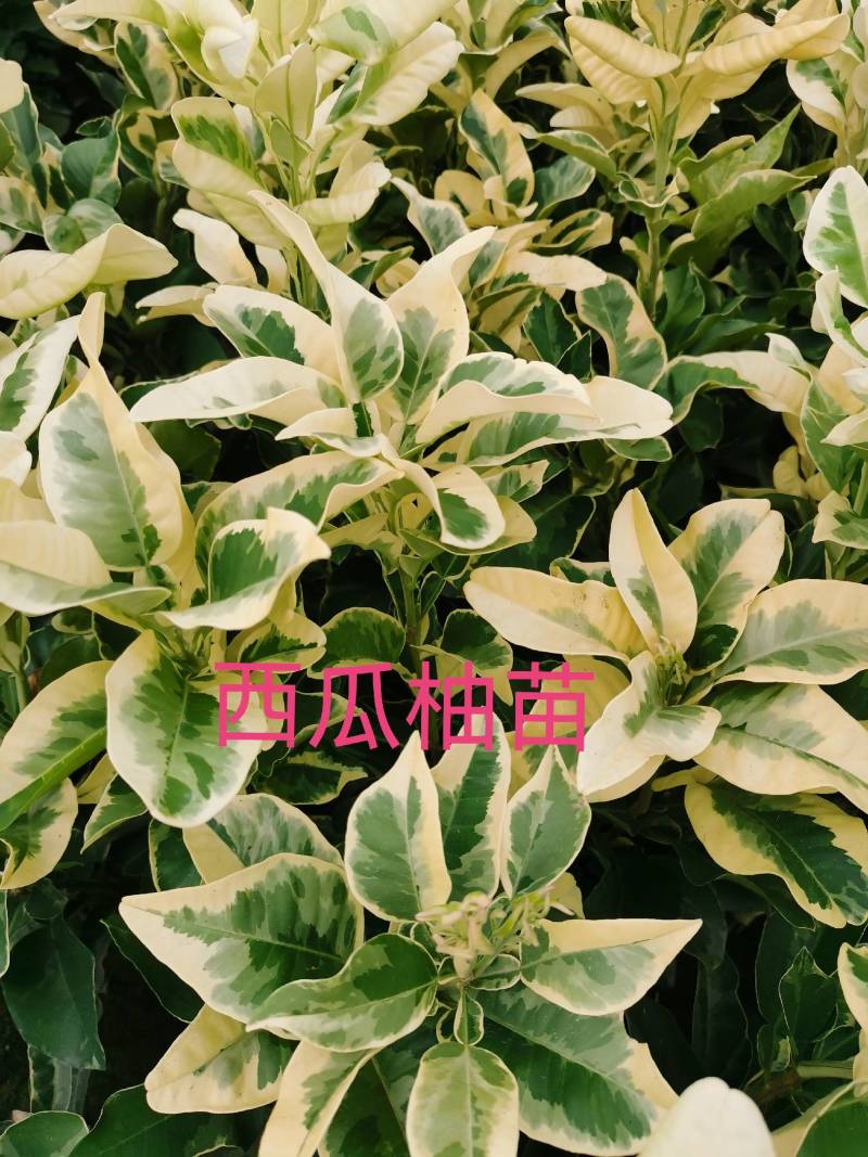 西瓜柚苗，西瓜柚，观赏和鲜食具备，苗圃直供，假一赔十。.