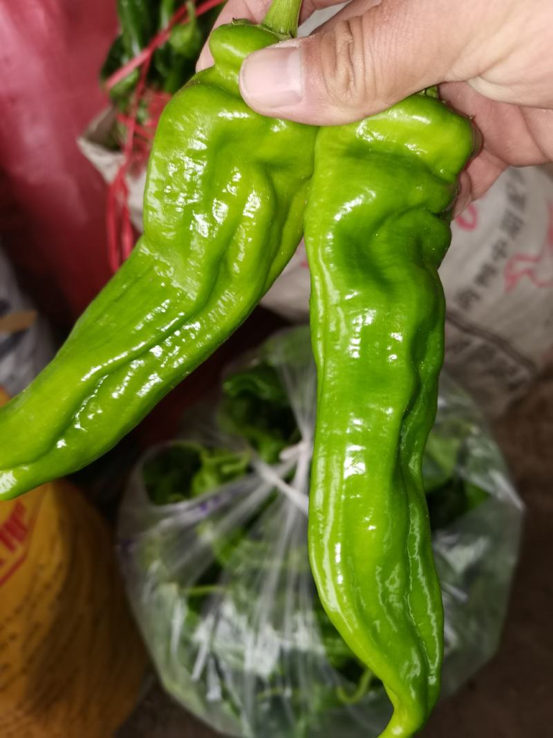 精品薄皮辣椒，芜湖椒301大量供应，一手货源，现摘现卖！