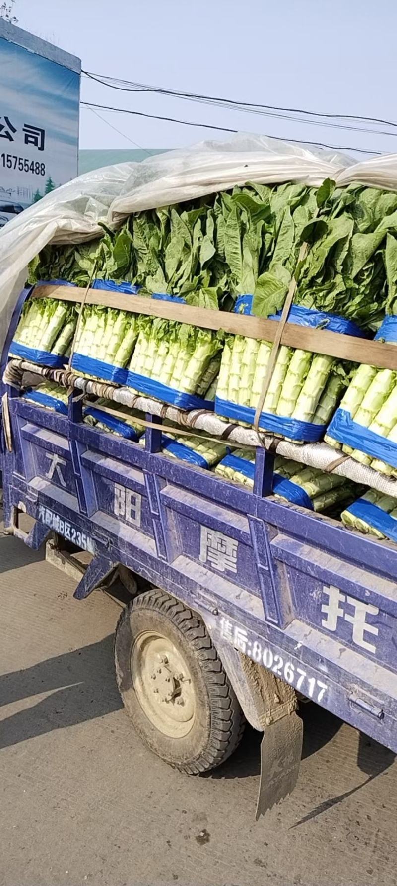 兰陵县精品莴笋大量上市中，无花，无抬，无空心，青皮青肉